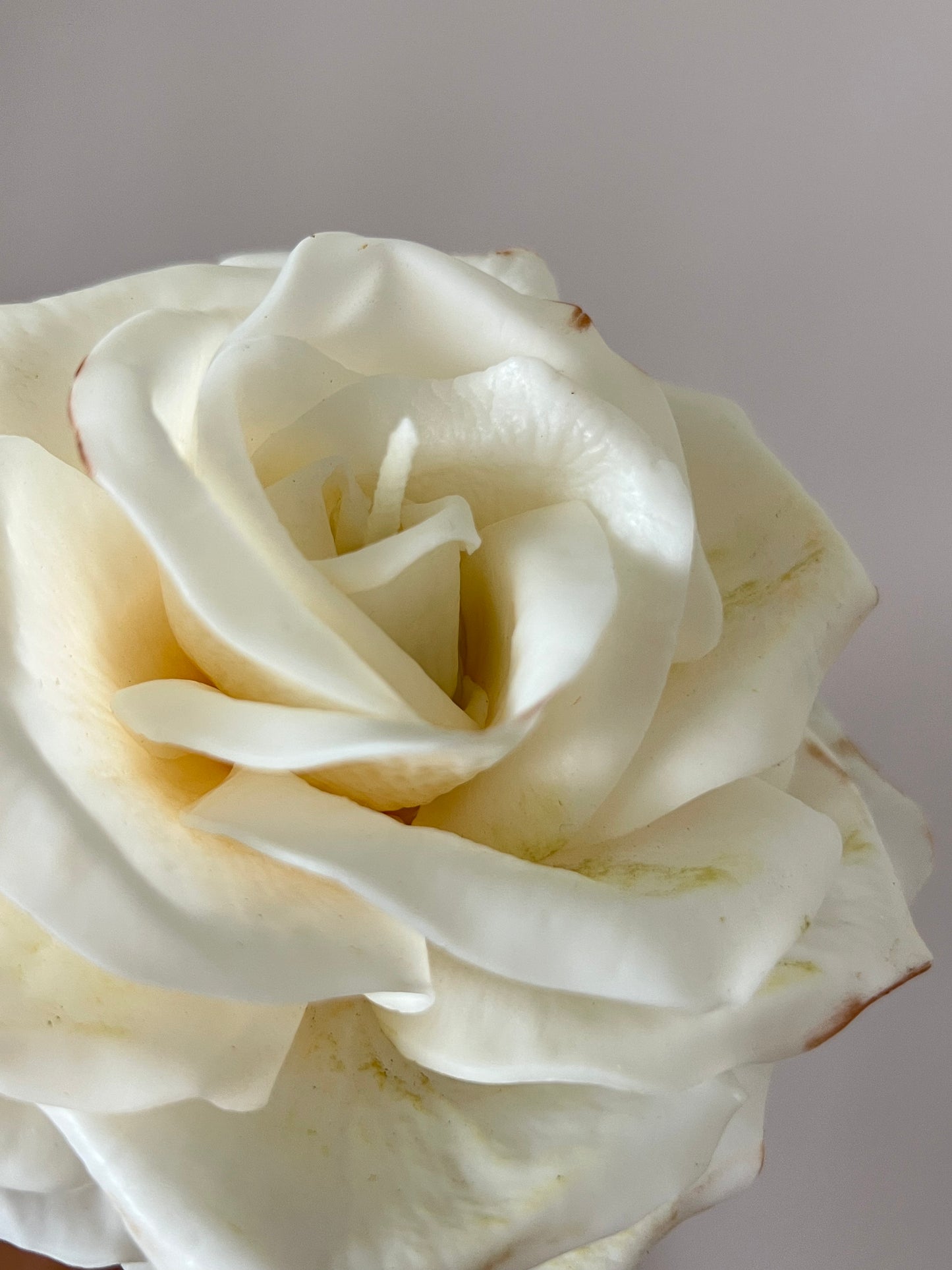 Rose Candle on a steam