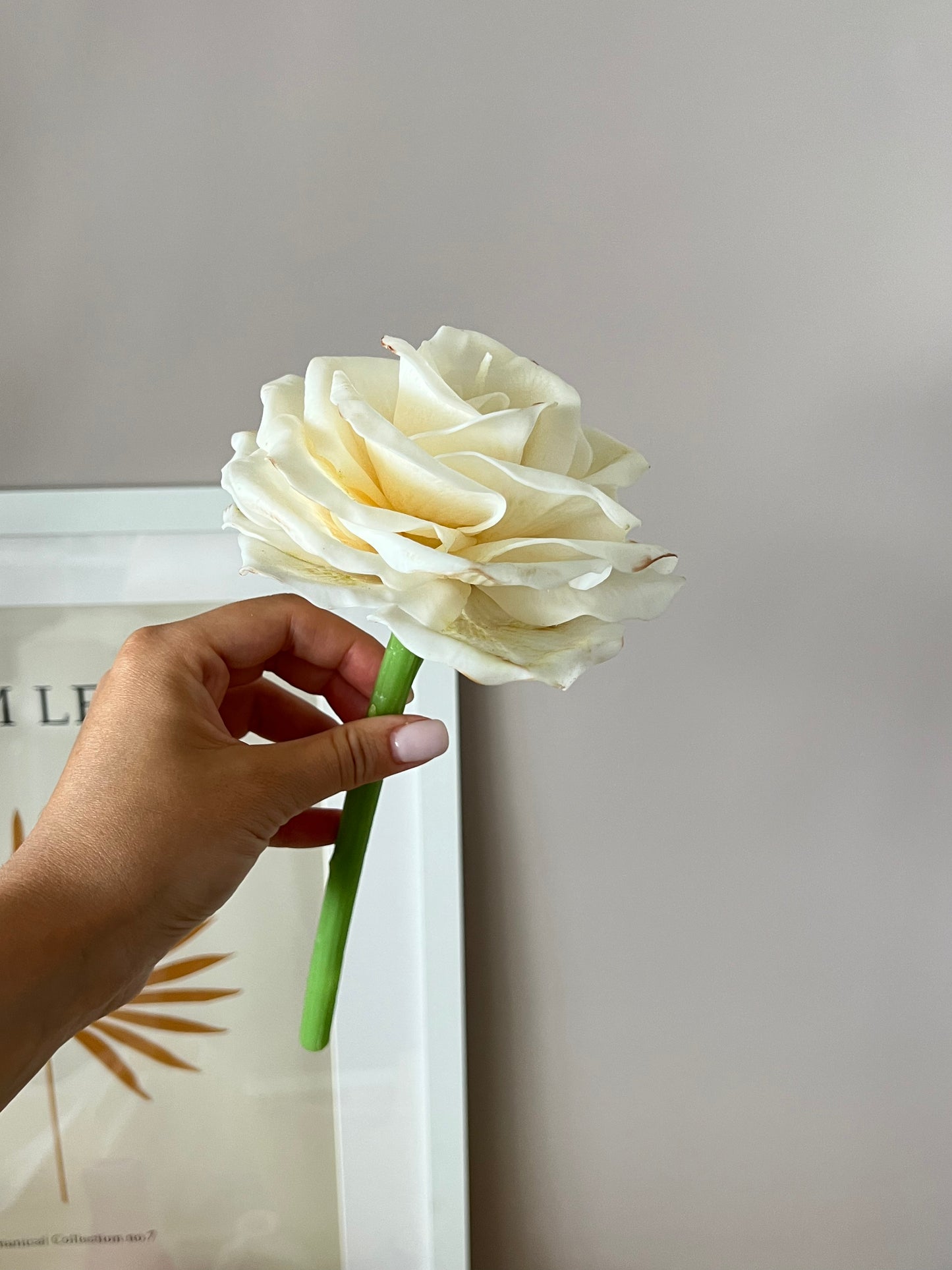 Rose Candle on a steam